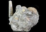 Ammonite (Hoploscaphites) & Baculites Association - South Dakota #6123-1